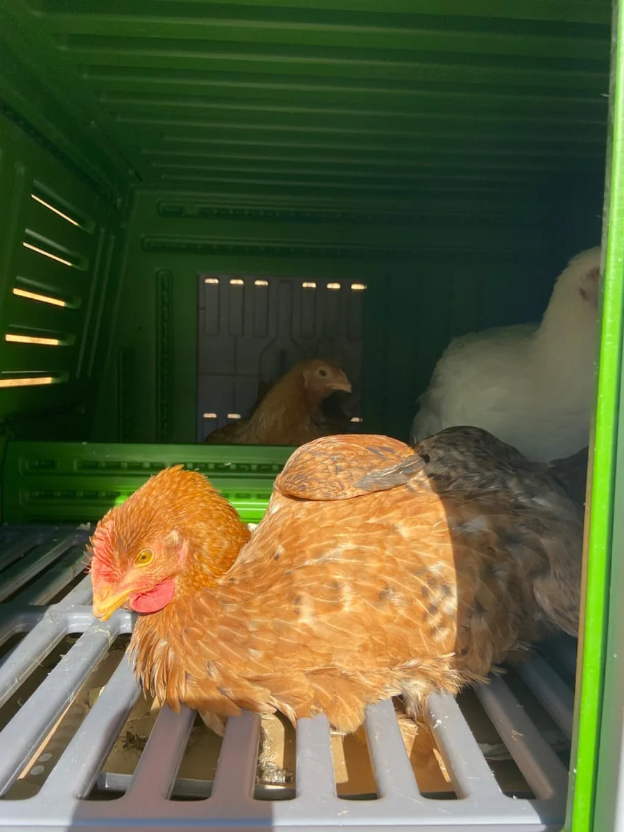 mobile chicken coop run with for 2 10 large hens house mobile chicken coop run with for 2 10 large hens house