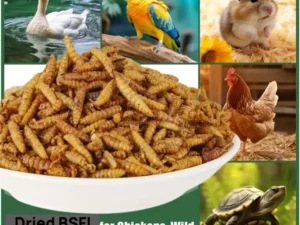 dried mealworms larvae for chickens natural high protein pet food