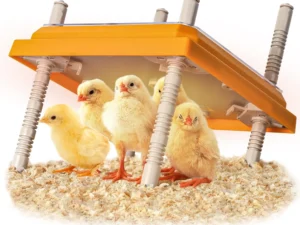 15W Brooder Heater, Adjustable Height And Angle, For 15 Chicks