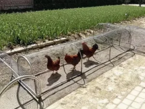 chicken coop combo kit, spliced chicken tunnels run